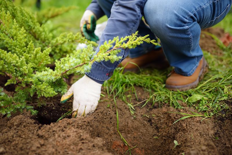 Apple Tree Planting