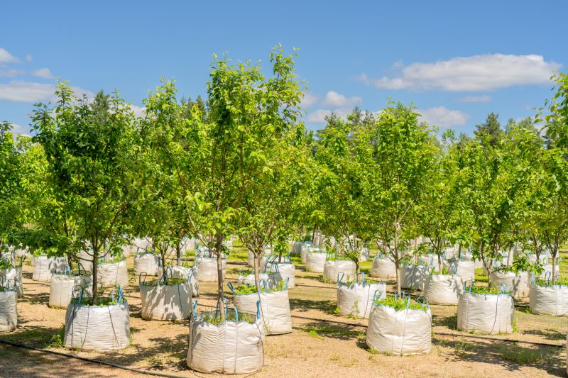 Apple Tree Planting