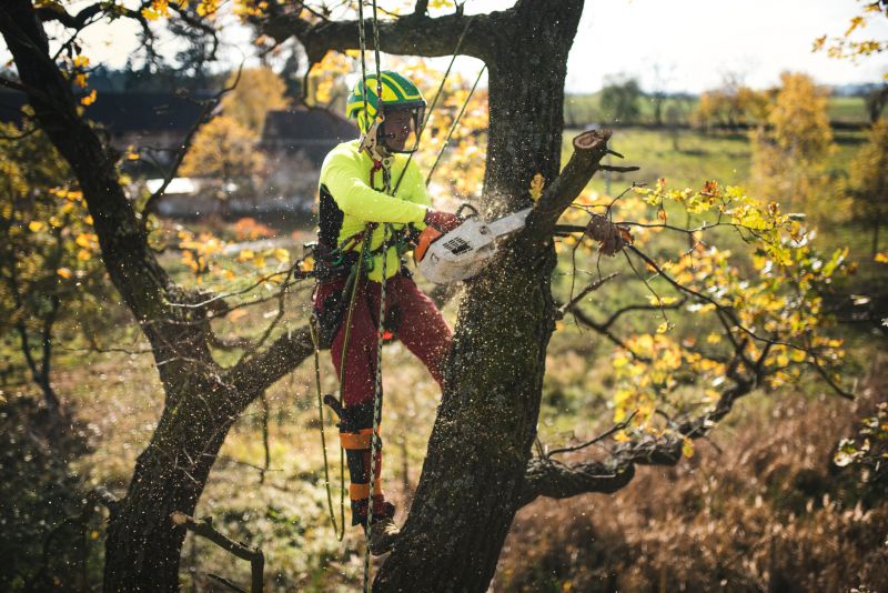 Arborist Pruning