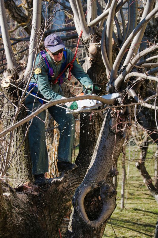 Arborist Pruning