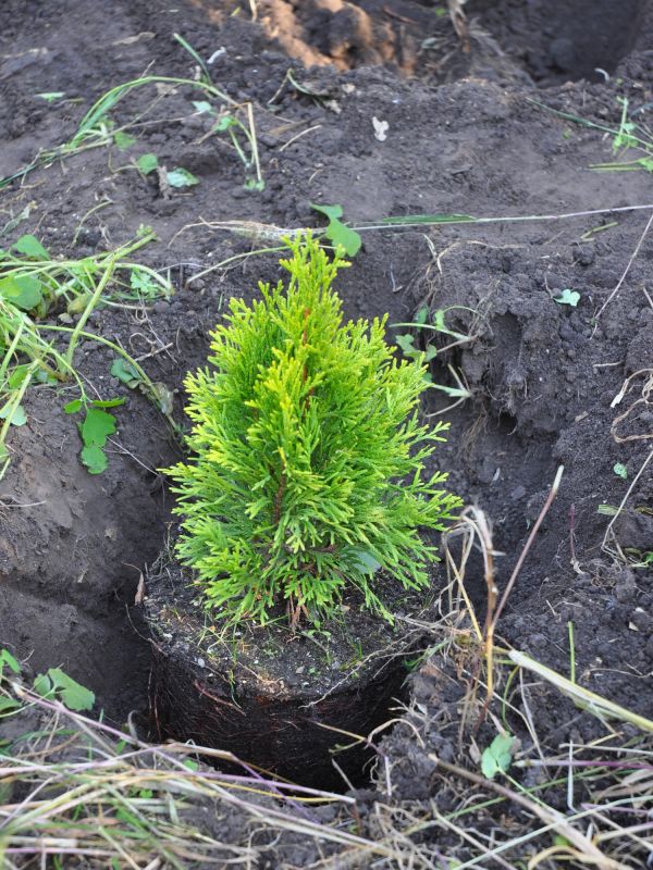 Arborvitae Planting