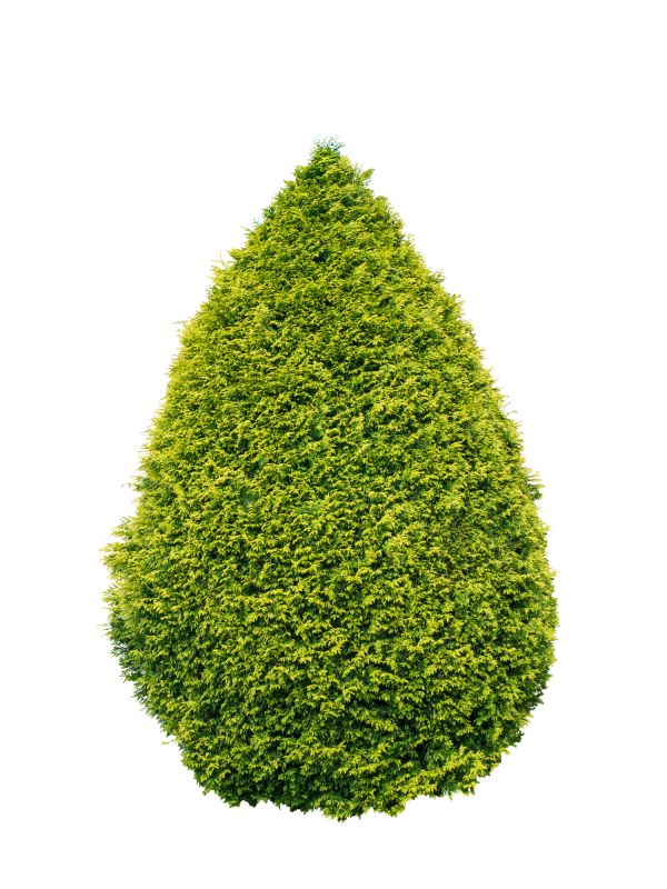 Arborvitae Planting