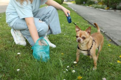 Bark Delivery Service