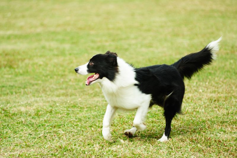 Bark Spreading