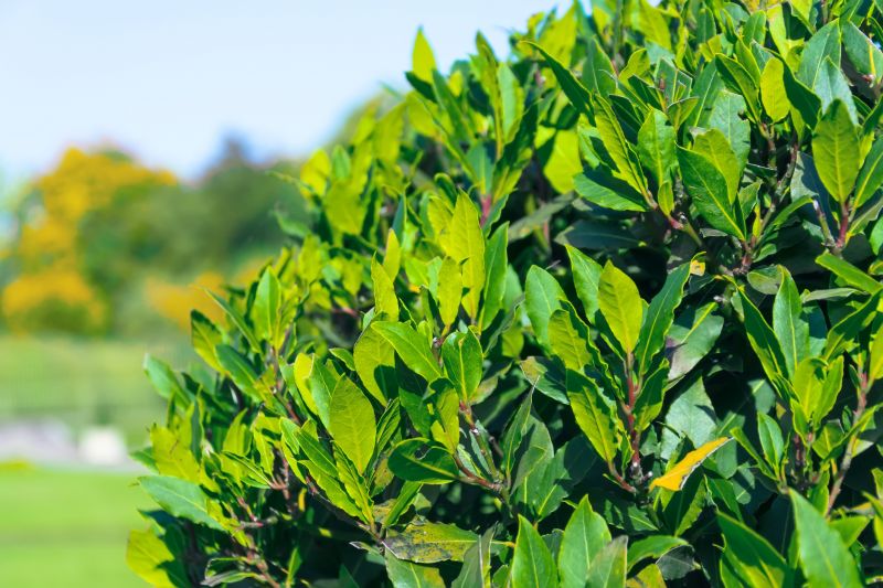 Bush Planting Service