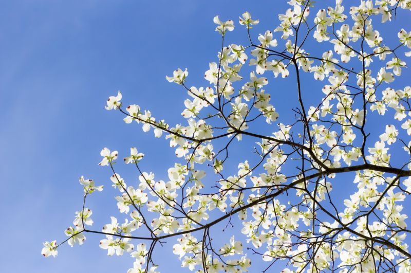 Dogwood Tree Planting