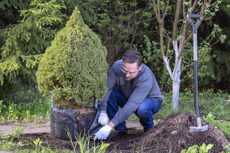 Dogwood Tree Planting