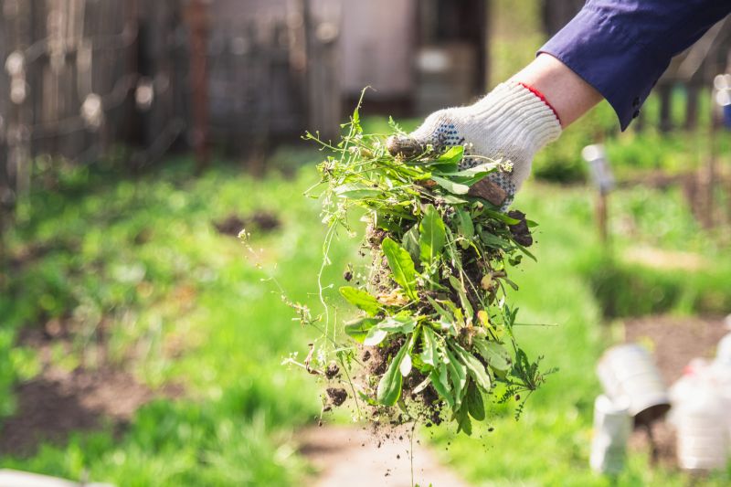 Flower Bed Cleanup Service