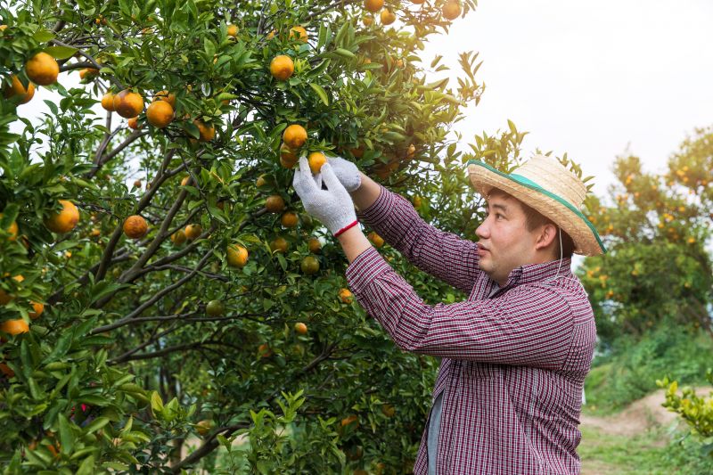 Fruit Tree Planting