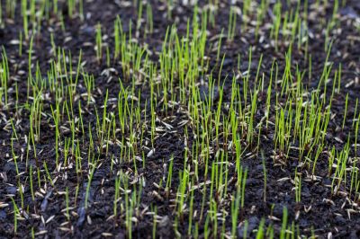 Grass Repair detail
