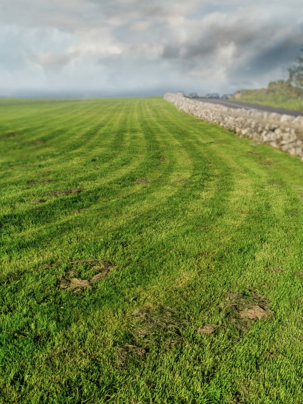 Landscaping Maintenance detail