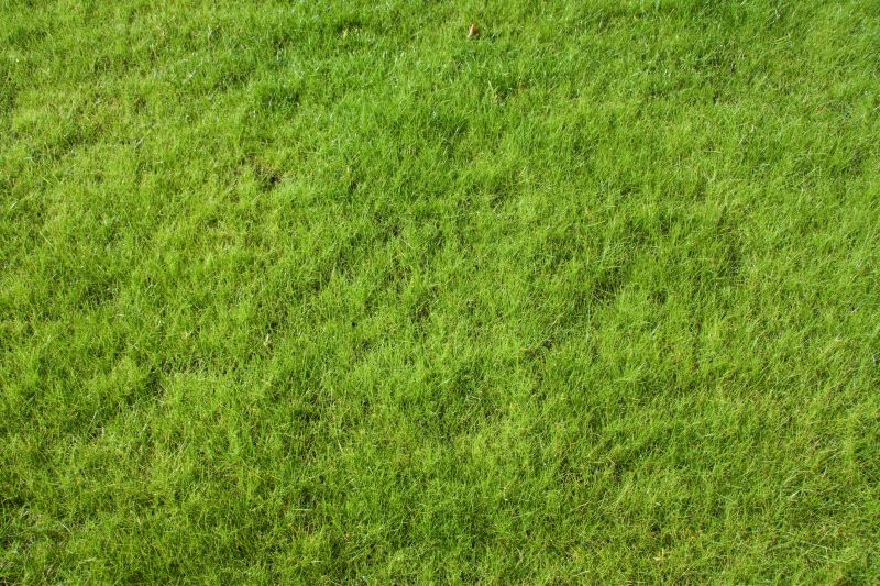 Lawn Repair Service detail