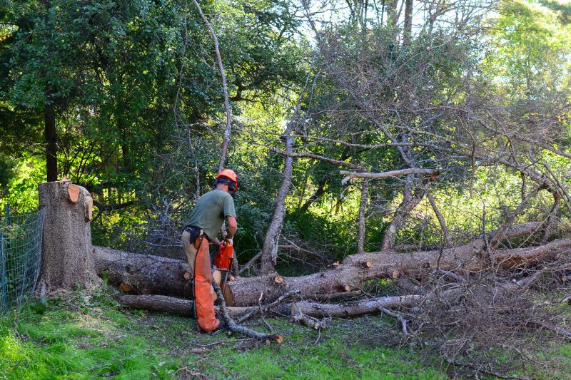 Tree Cabling Service detail