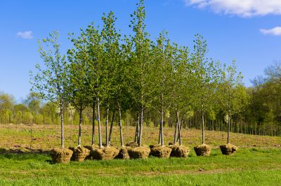 Tree Planting Service detail