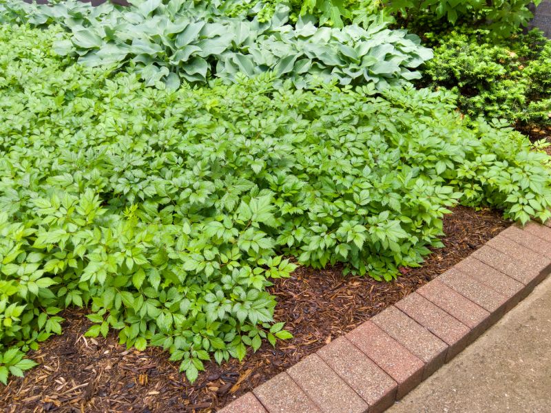Garden Border Replacement