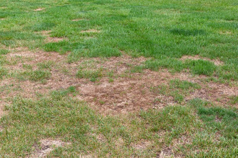 Grass Patching