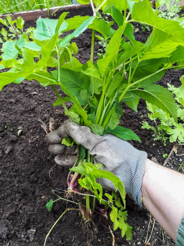Ground Cover Removal