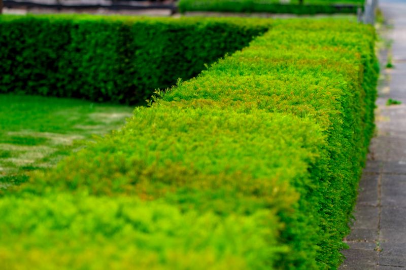Hedge Replacement