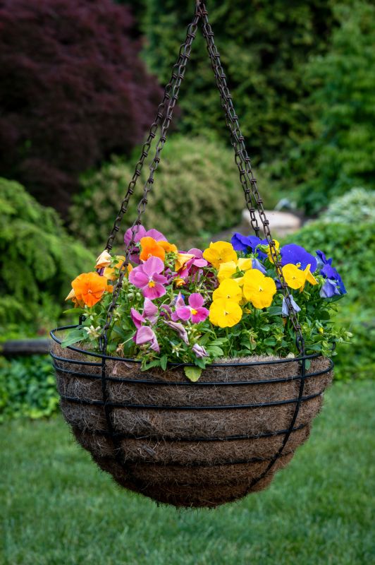 Hibiscus Planting