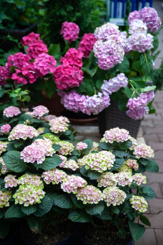 Hibiscus Planting