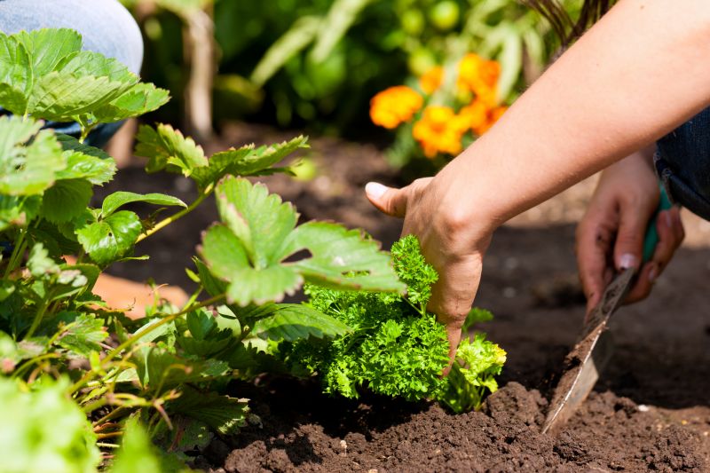 Home Gardening Service