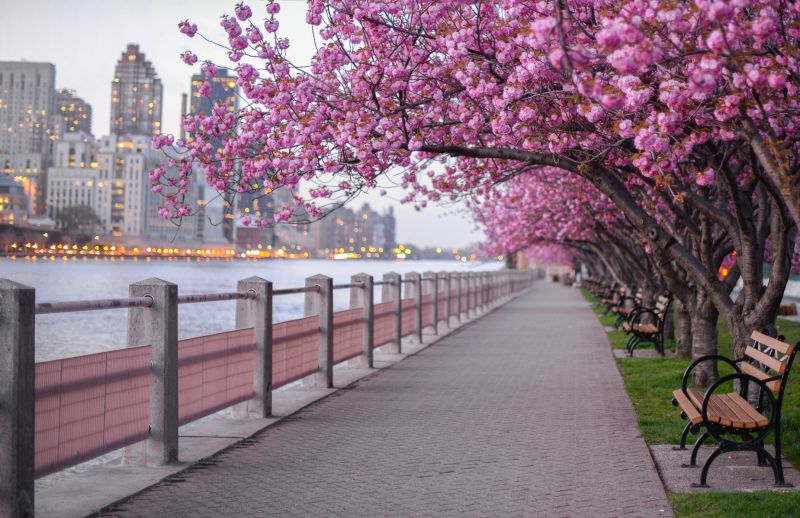 Japanese Cherry Tree Planting