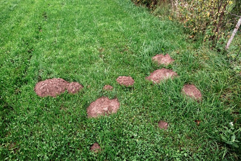Lawn Patching