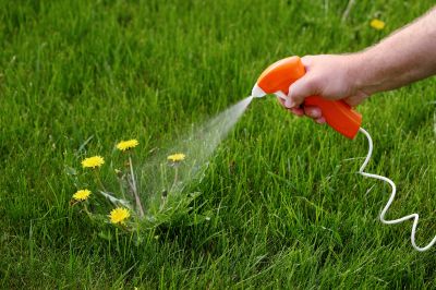 Lawn Weeding