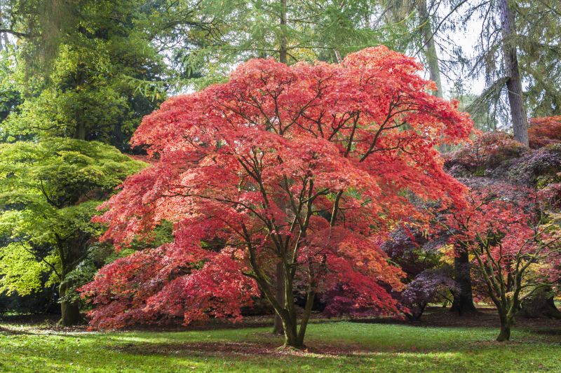 Maple Tree Planting