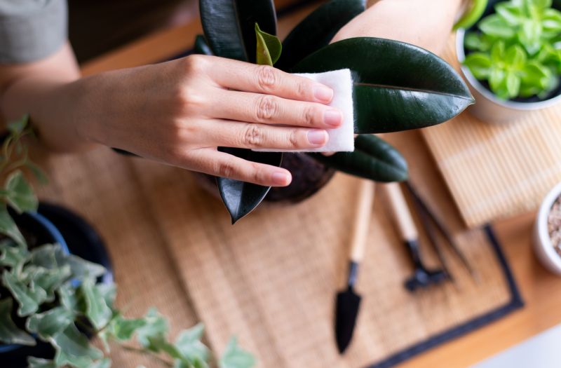Monthly Garden Maintenance