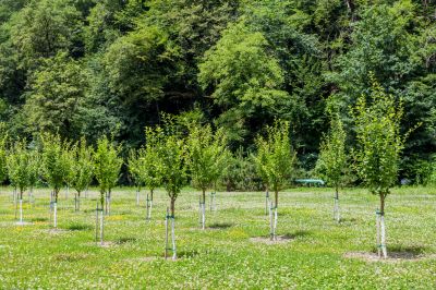 Orchard Planting