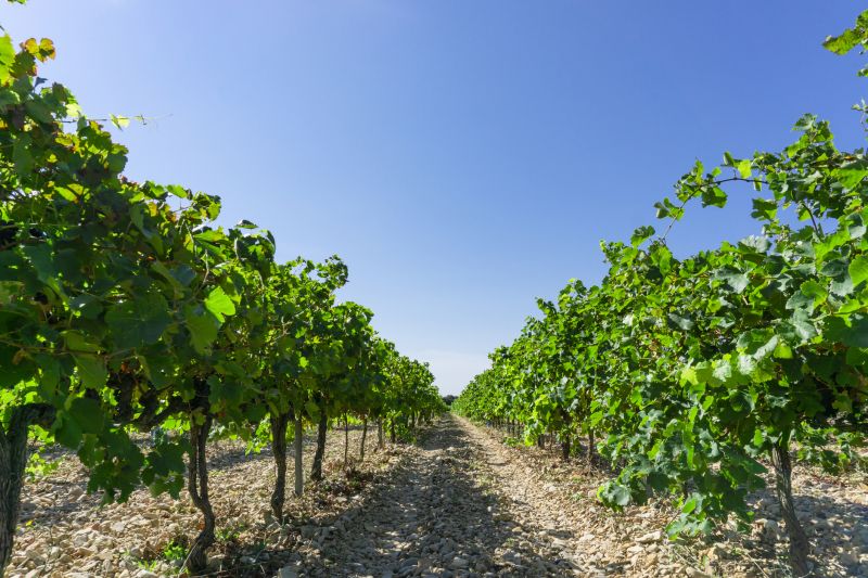 Orchard Planting