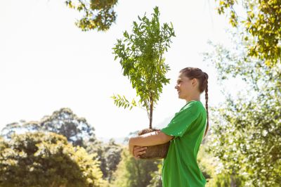 Ornamental Tree Planting
