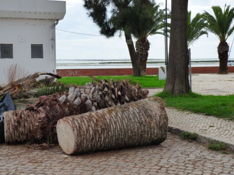 Palm Tree Planting