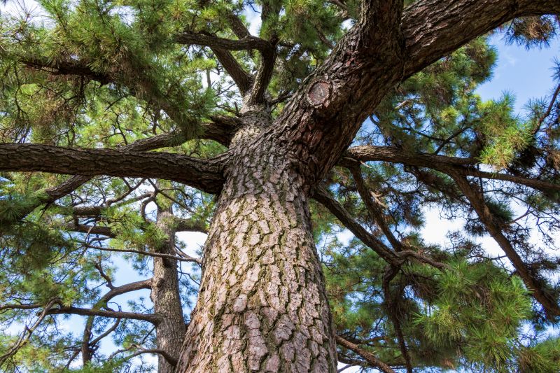 Pine Bark Landscaping