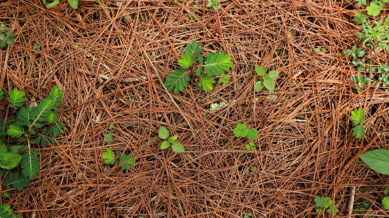 Pine Mulch Spreading