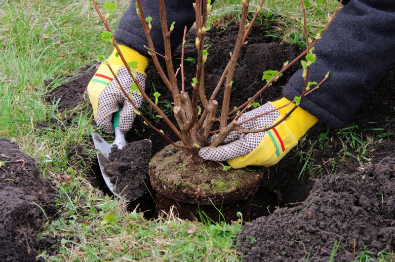 Plant Replacement