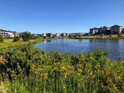Pond Landscaping Service