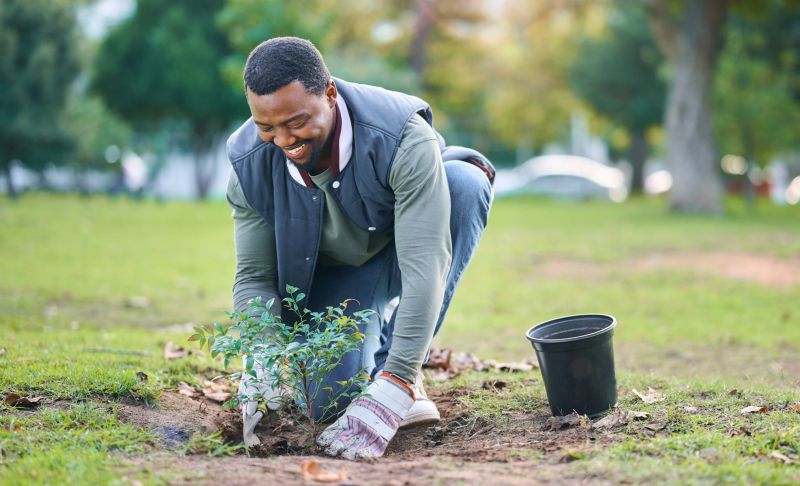 Privacy Shrub Planting