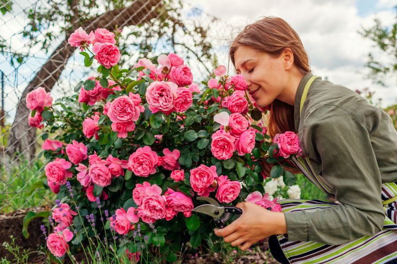 Rose Bush Planting