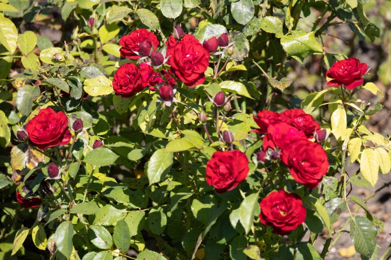 Rose Planting