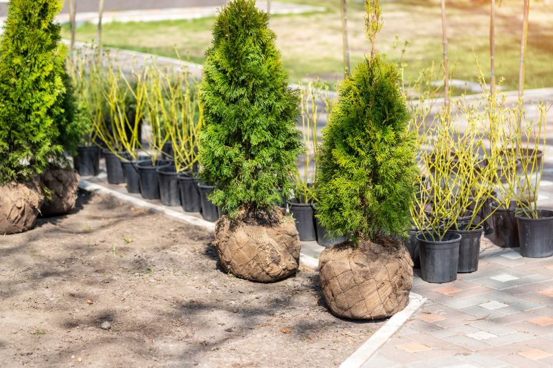 Shrub Installation