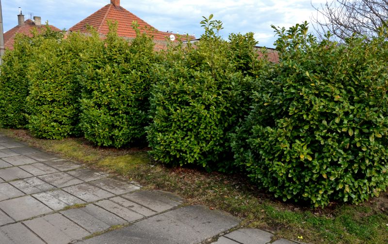 Shrub Installation