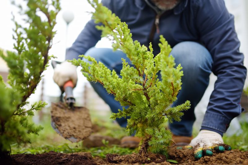 Shrub Planting Service