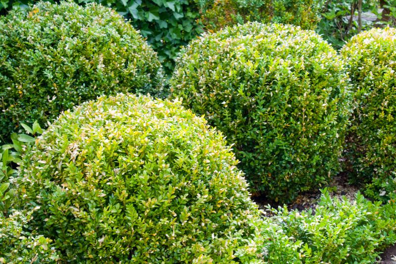 Shrubbery Planting