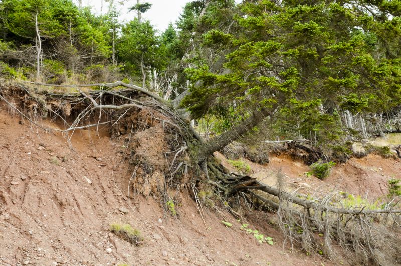 Slope Landscaping