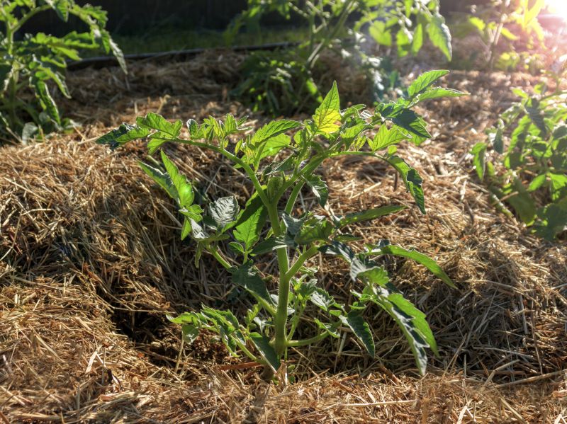 Straw Mulching Service