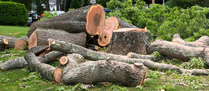 Tree Bark Delivery