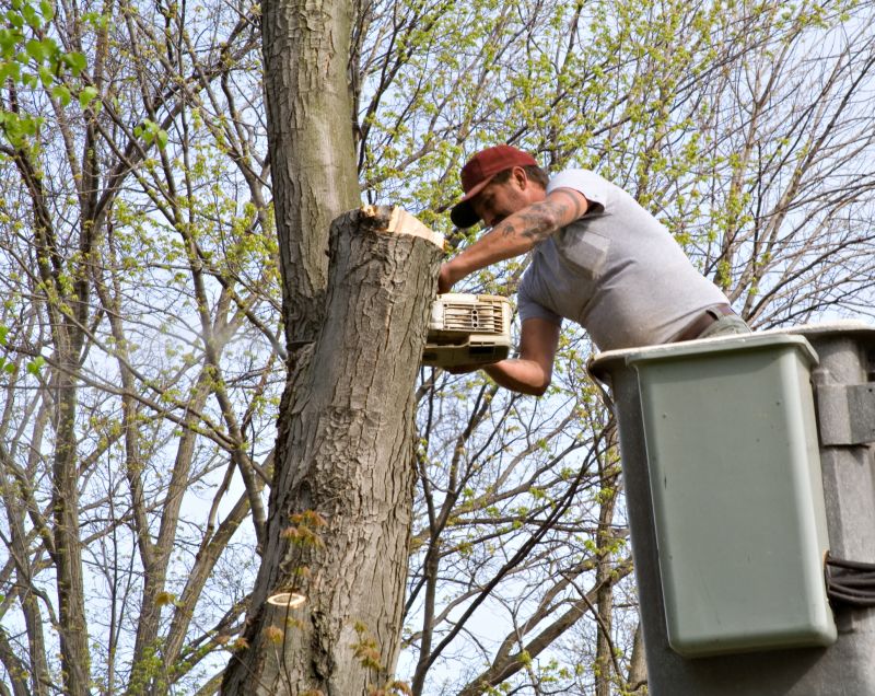 Tree Cabling Service