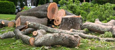 Tree Installation Service
